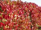parthenocissus quinq. Red Wall