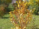 tilia Winter Orange