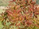 rhus typhina Laciniata