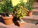 Diverse varietati de ficus