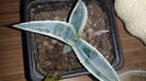 Agave cordillerensis marginata