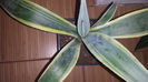 Agave Weberi Arizona Star