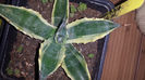 Agave Salmiana Crassispina