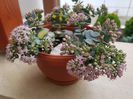 Sedum sieboldii variegat