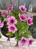 Petunia-inca frumoasa