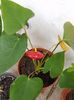 Anthurium-pui