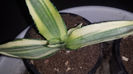 Agave Desmettiana Joe Hoak