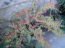 Cotoneaster