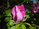 Rosa rugosa (2017, May 29)