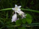 Hyacinthoides hispanica (2017, May 04)