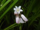 Hyacinthoides hispanica (2017, May 06)