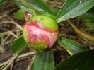 Peony. Bujor (2017, May 08)