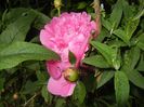 Peony. Bujor (2017, May 14)