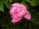 Peony. Bujor (2017, May 16)