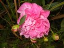 Peony. Bujor (2017, May 16)