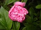Peony. Bujor (2017, May 16)