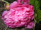 Peony. Bujor (2017, May 17)