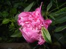 Peony. Bujor (2017, May 17)