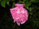 Peony. Bujor (2017, May 17)