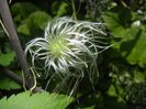 Clematis Pamela Jackman (2017, May 21)