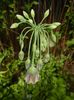 Nectaroscordum siculum (2017, May 14)