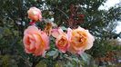 westerland