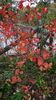 aronia