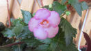 Ivory Blush