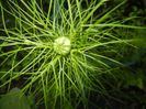 Nigella damascena (2017, May 21)