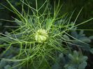 Nigella damascena (2017, May 21)