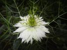 Nigella damascena (2017, May 25)