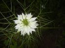 Nigella damascena (2017, May 25)