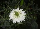 Nigella damascena (2017, May 25)