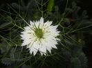 Nigella damascena (2017, May 25)