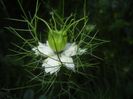 Nigella damascena (2017, May 29)