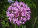 Allium Purple Sensation (2017, May 04)