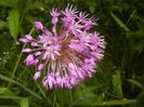 Allium Purple Sensation (2017, May 08)