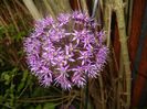 Allium Purple Sensation (2017, May 11)