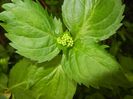 Hydrangea macrophylla (2017, May 05)