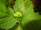 Hydrangea macrophylla (2017, May 11)