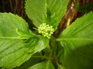 Hydrangea macrophylla (2017, May 11)