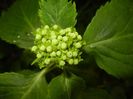 Hydrangea macrophylla (2017, May 25)