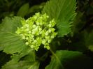 Hydrangea macrophylla (2017, May 29)
