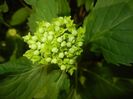 Hydrangea macrophylla (2017, May 29)