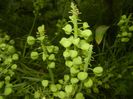 M. armeniacum_Seed pods (17, May 11)