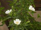 Rosa canina. Dog Rose (2017, May 16)