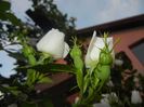 Rosa canina. Dog Rose (2017, May 17)