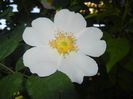 Rosa canina. Dog Rose (2017, May 21)
