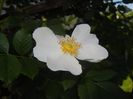 Rosa canina. Dog Rose (2017, May 21)