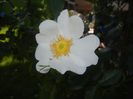 Rosa canina. Dog Rose (2017, May 21)